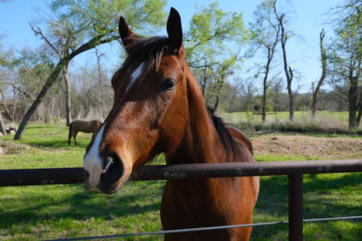 Best Luxury Resorts in Texas With Private Ranch Experience