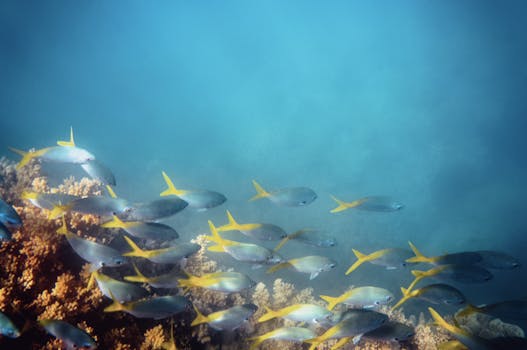 Luxury Resorts in Great Barrier Reef With Private Island Diving Experience