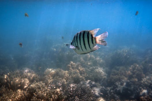 Luxury Resorts in Queensland With Barrier Reef Diving Access